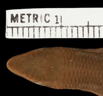 Media type: image;   Herpetology R-183781 Aspect: head dorsal